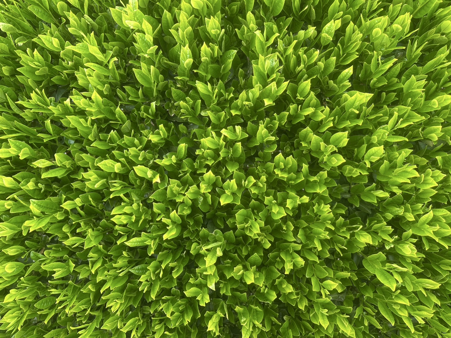 Feature Image